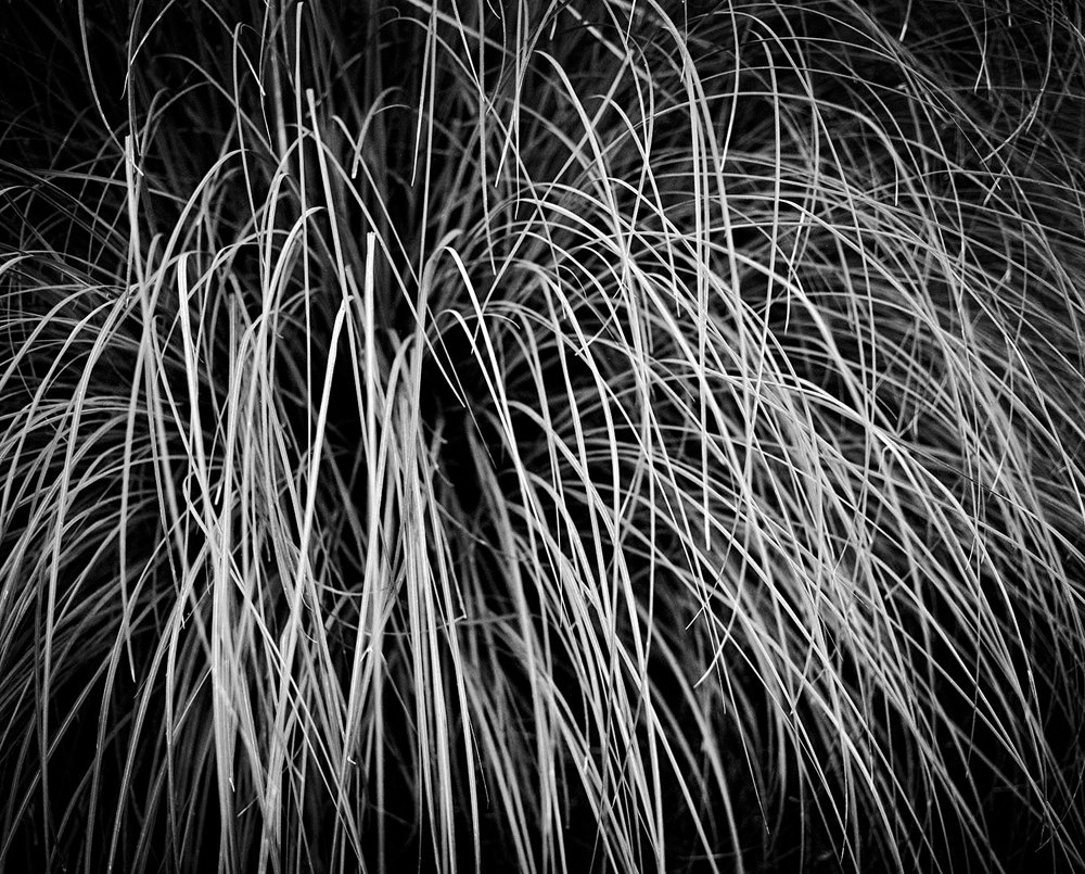 Camucia Grass