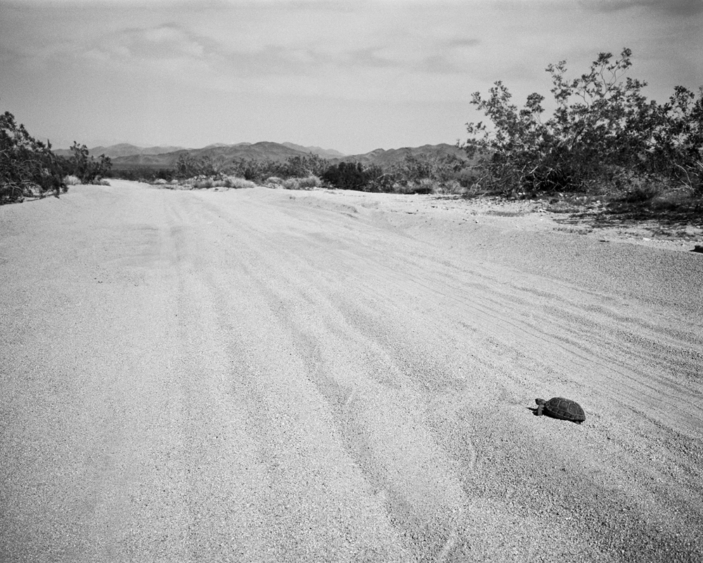 Joshua Tree Turtle