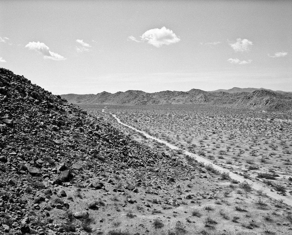 Joshua Tree Triptych Left Panel