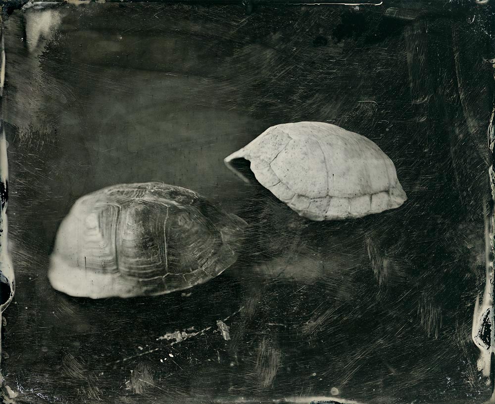 Turtle Shells 