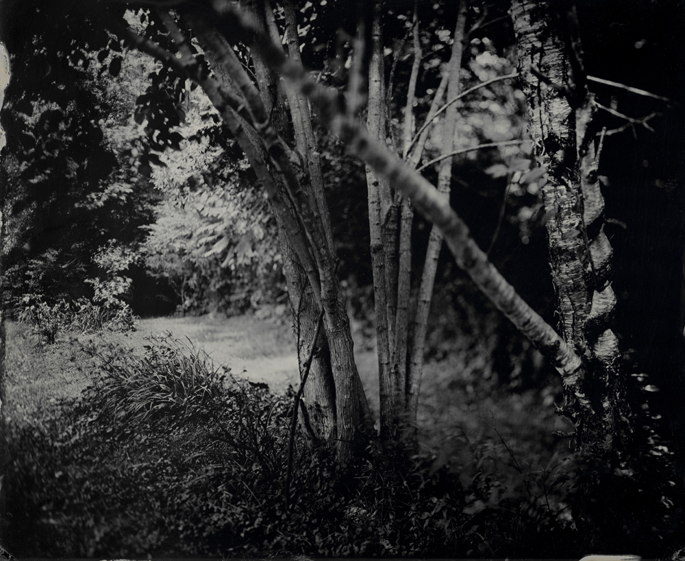 Corkscrew Tree - Tintype Photograph