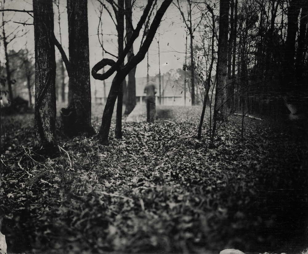 Crooked Dogwood - Tintype Photograph