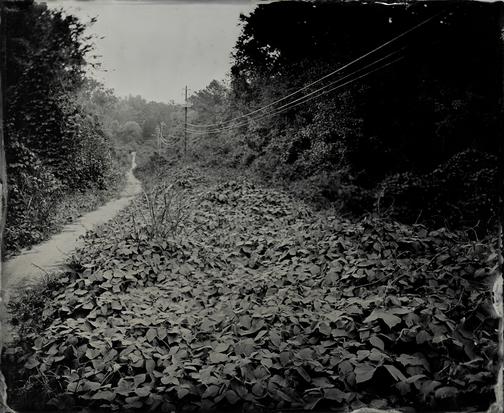 Kudzu Trail - Tintype Photograph